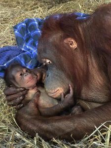 orangutan_birth_national_zoo-adapt-590-1
