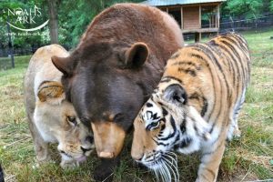 bff