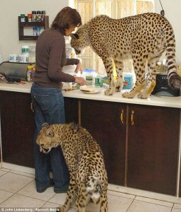 cheetah-pet