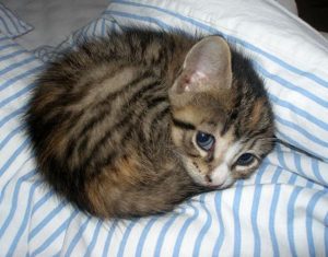cute-kittens-69-57b32c431e8a7__605