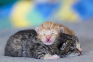 Domestic cats, newborn kittens, one day old, Germany