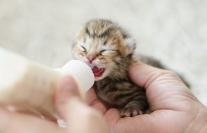 kitten-bottle-feeding-151019