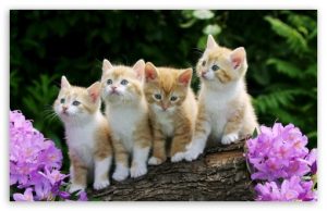 kittens-t2